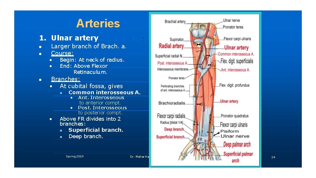 Arteries 1. Ulnar artery Larger branch of Brach. a. Course: • • Begin: At