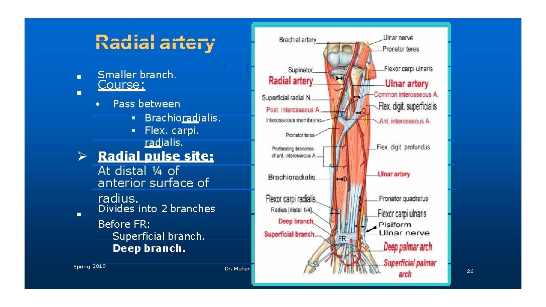 Radial artery Smaller branch. Course: • Pass between Brachioradialis. Flex. carpi. radialis. Radial pulse