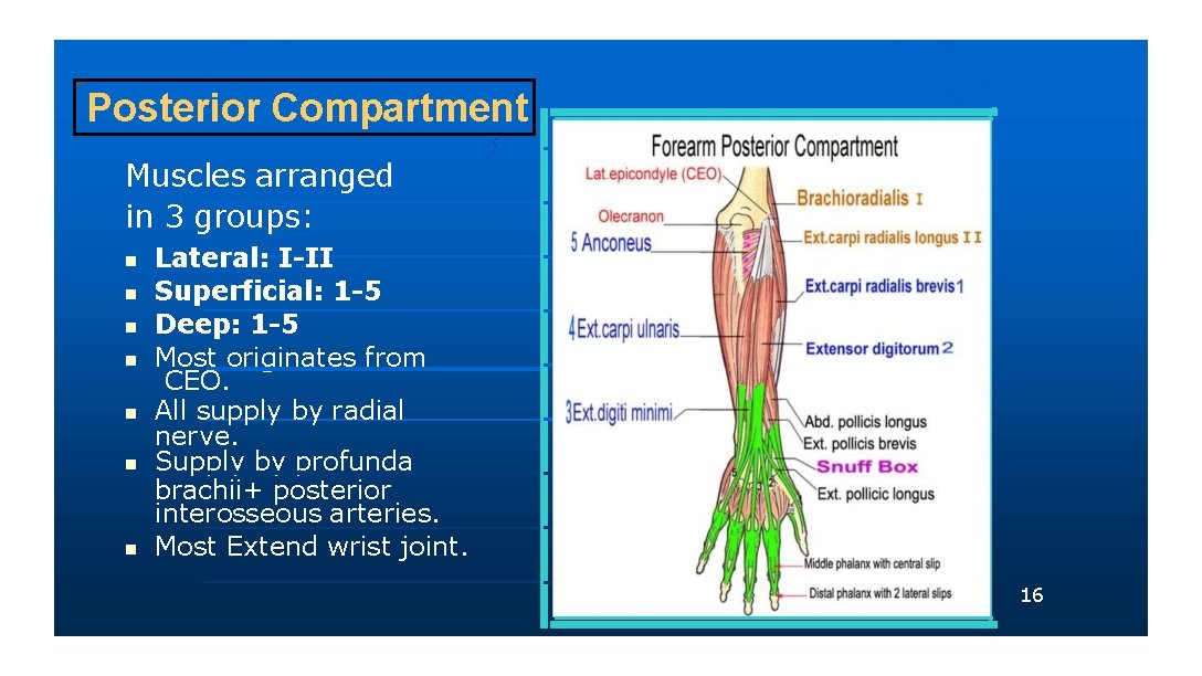 Posterior Compartment Muscles arranged in 3 groups: Lateral: I-II Superficial: 1 -5 Deep: 1