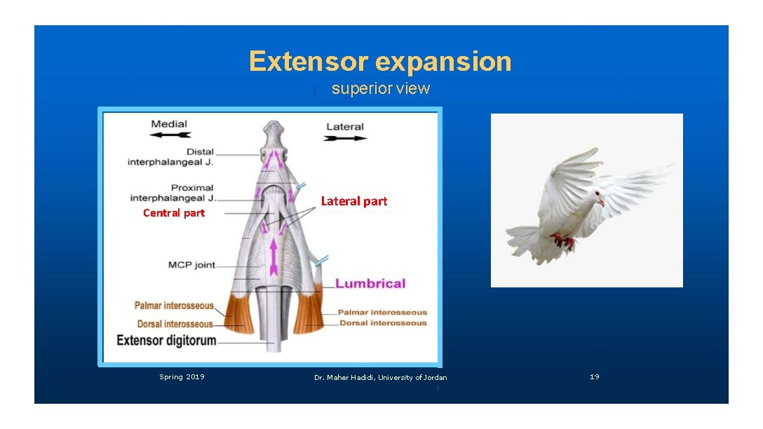 Extensor expansion superior view Central part Spring 2019 Lateral part Dr. Maher Hadidi, University