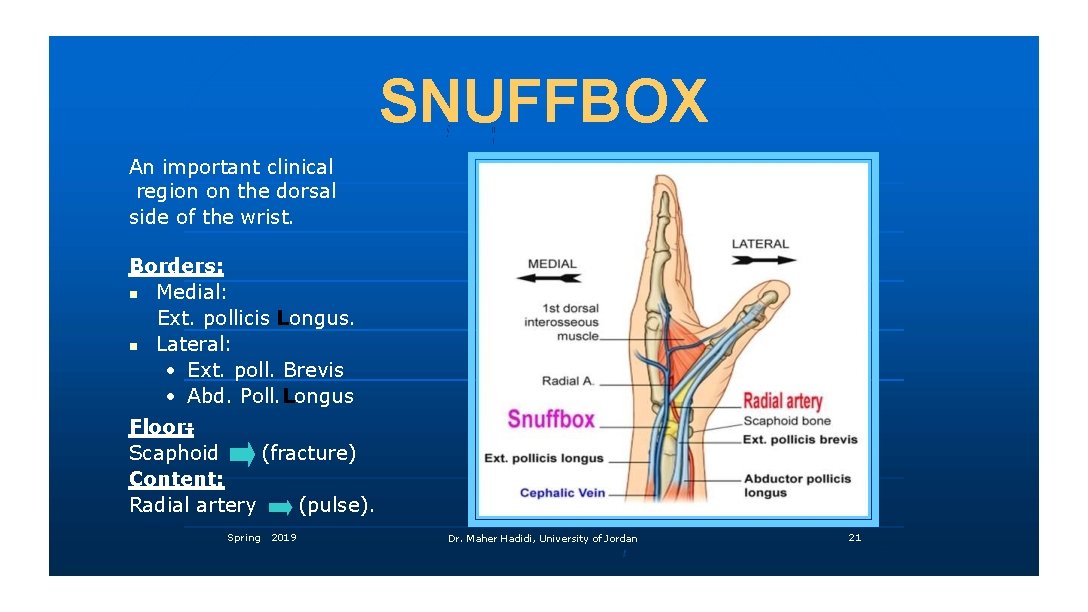 SNUFFBOX An important clinical region on the dorsal side of the wrist. Borders: Medial: