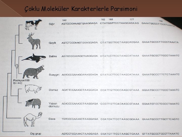 Çoklu Moleküler Karakterlerle Parsimoni 