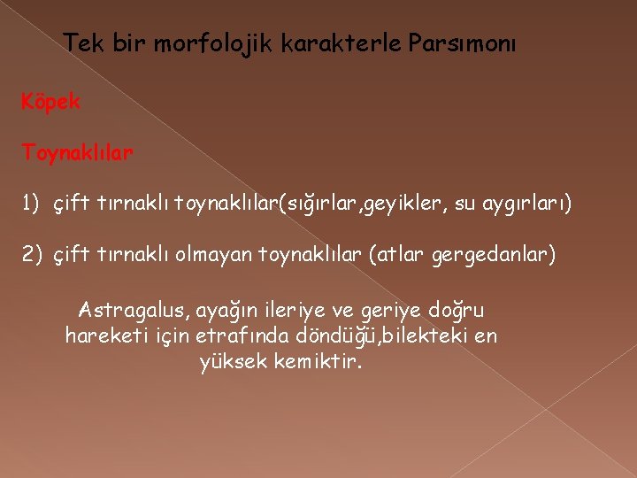 Tek bir morfolojik karakterle Parsımonı Köpek Toynaklılar 1) çift tırnaklı toynaklılar(sığırlar, geyikler, su aygırları)