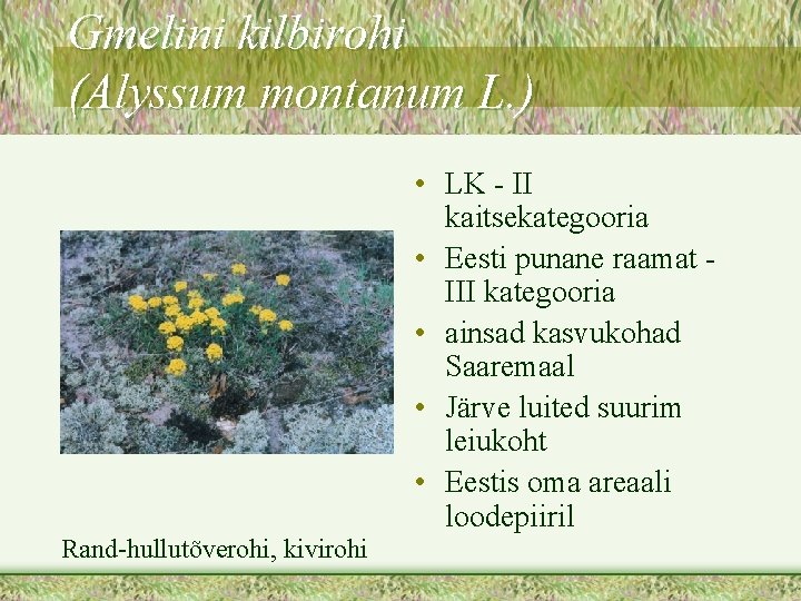 Gmelini kilbirohi (Alyssum montanum L. ) • LK - II kaitsekategooria • Eesti punane