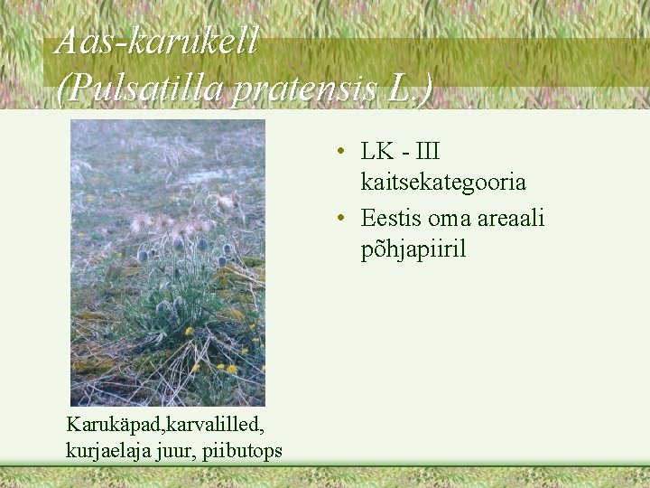 Aas-karukell (Pulsatilla pratensis L. ) • LK - III kaitsekategooria • Eestis oma areaali