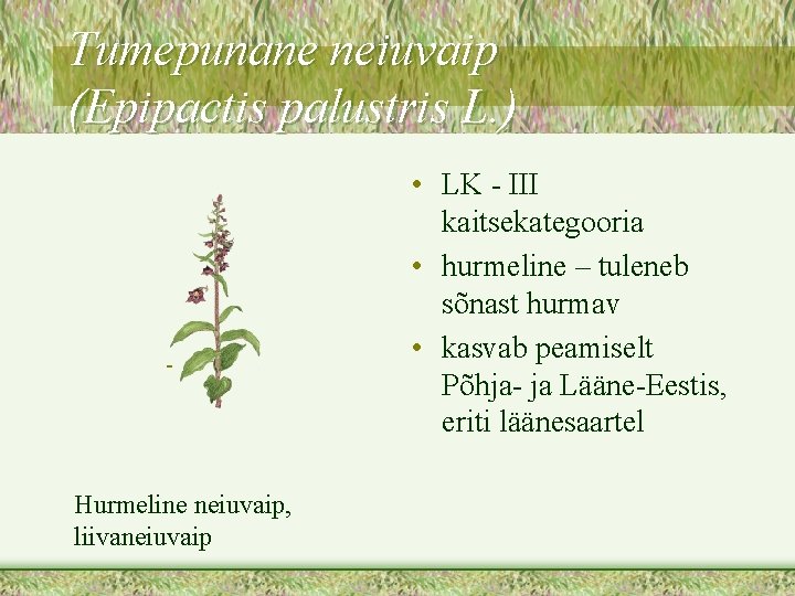 Tumepunane neiuvaip (Epipactis palustris L. ) Hurmeline neiuvaip, liivaneiuvaip • LK - III kaitsekategooria