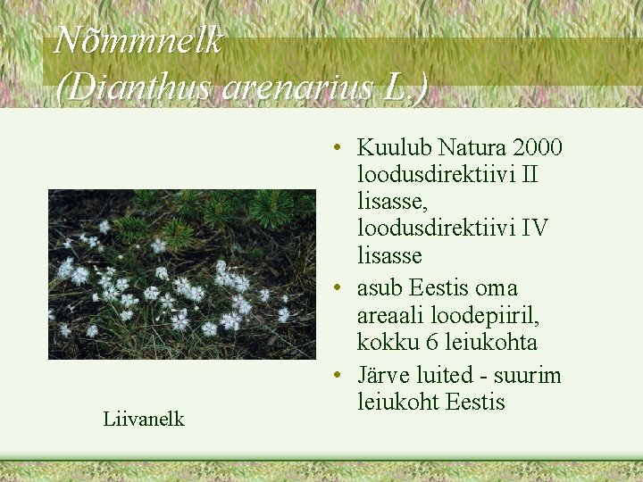 Nõmmnelk (Dianthus arenarius L. ) Liivanelk • Kuulub Natura 2000 loodusdirektiivi II lisasse, loodusdirektiivi