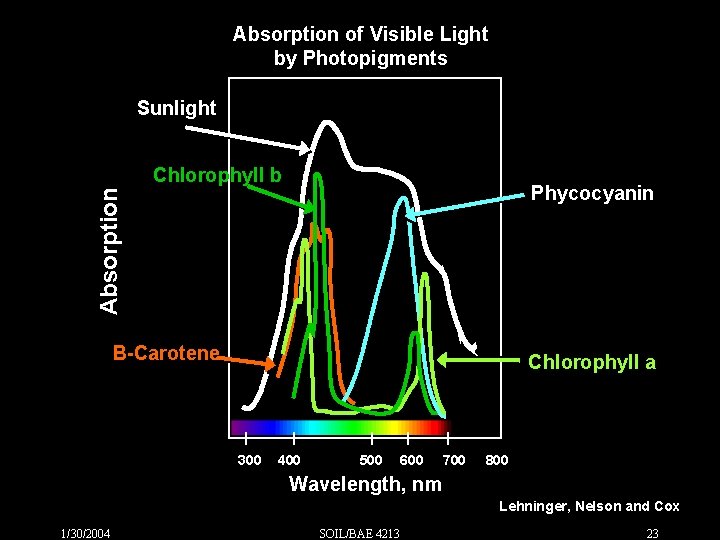 Absorption of Visible Light by Photopigments Sunlight Chlorophyll b Absorption Phycocyanin B-Carotene Chlorophyll a