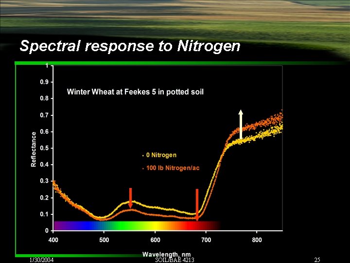 Spectral response to Nitrogen 1/30/2004 SOIL/BAE 4213 25 Spectral response to Nitrogen 1/30/2004 SOIL/BAE 4213 25