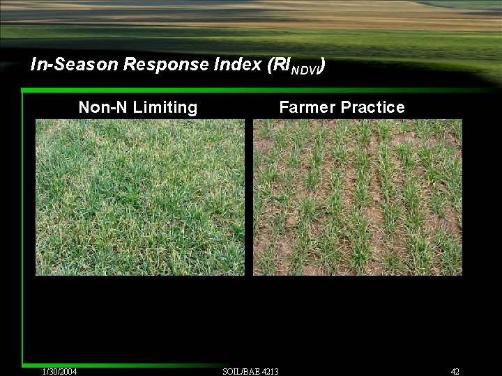 In-Season Response Index (RINDVI) Non-N Limiting 1/30/2004 Farmer Practice SOIL/BAE 4213 42 