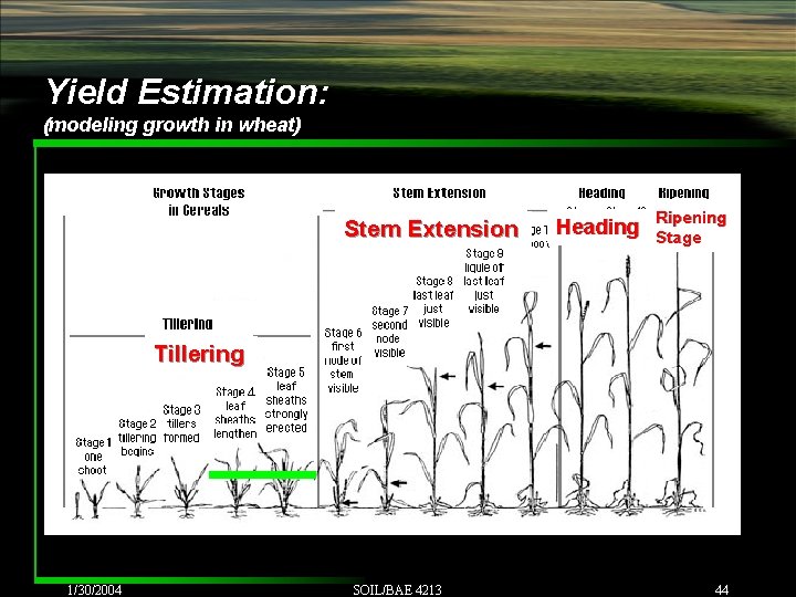 Yield Estimation: (modeling growth in wheat) Stem Extension Heading Ripening Stage Tillering 1/30/2004 SOIL/BAE