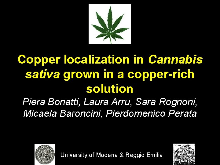 Copper localization in Cannabis sativa grown in a copper-rich solution Piera Bonatti, Laura Arru,
