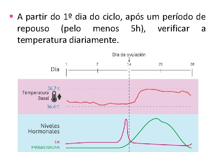 § A partir do 1º dia do ciclo, após um período de repouso (pelo