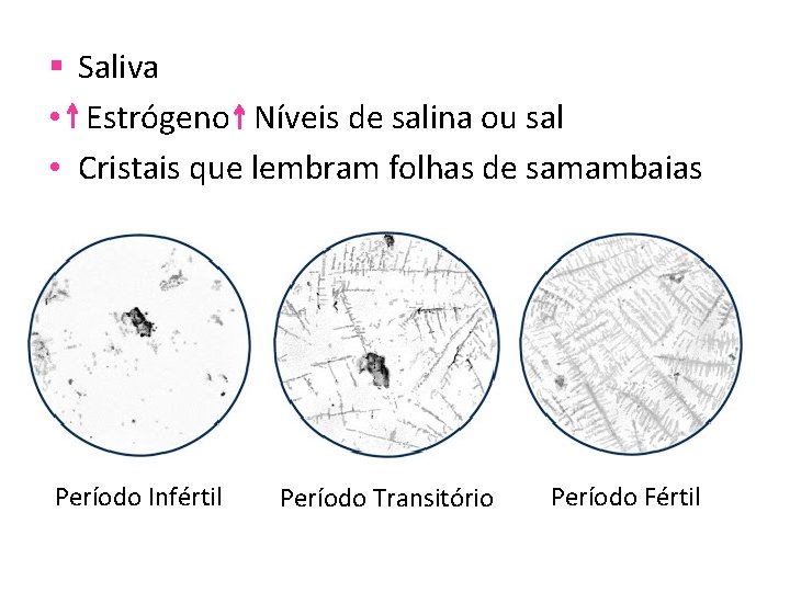 § Saliva • Estrógeno Níveis de salina ou sal • Cristais que lembram folhas