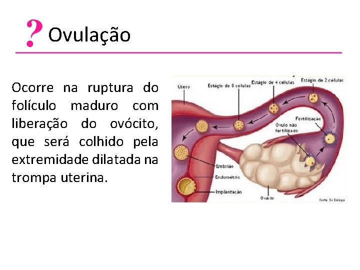  Ovulação Ocorre na ruptura do folículo maduro com liberação do ovócito, que será