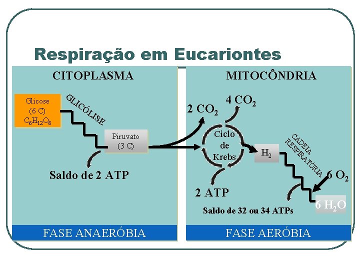 Respiração em Eucariontes CITOPLASMA Glicose (6 C) C 6 H 12 O 6 GL