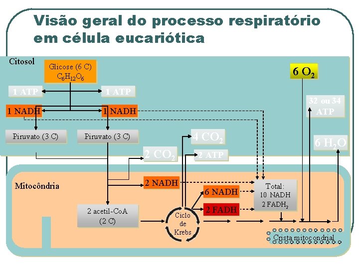 Visão geral do processo respiratório em célula eucariótica Citosol Glicose (6 C) C 6