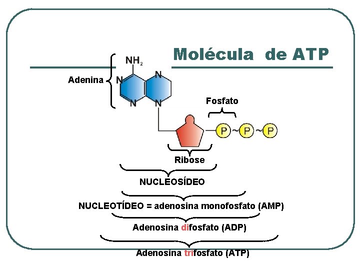 Molécula de ATP Adenina Fosfato Ribose NUCLEOSÍDEO NUCLEOTÍDEO = adenosina monofosfato (AMP) Adenosina difosfato