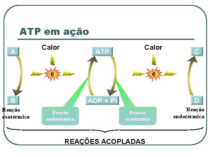 ATP em ação A Calor ATP Calor e e B Reação exotérmica C ADP