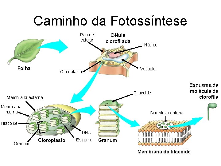 Caminho da Fotossíntese Parede celular Folha Célula clorofilada Núcleo Vacúolo Cloroplasto Tilacóide Membrana externa