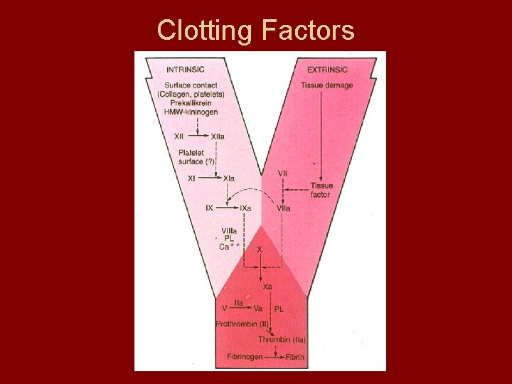 Clotting Factors 