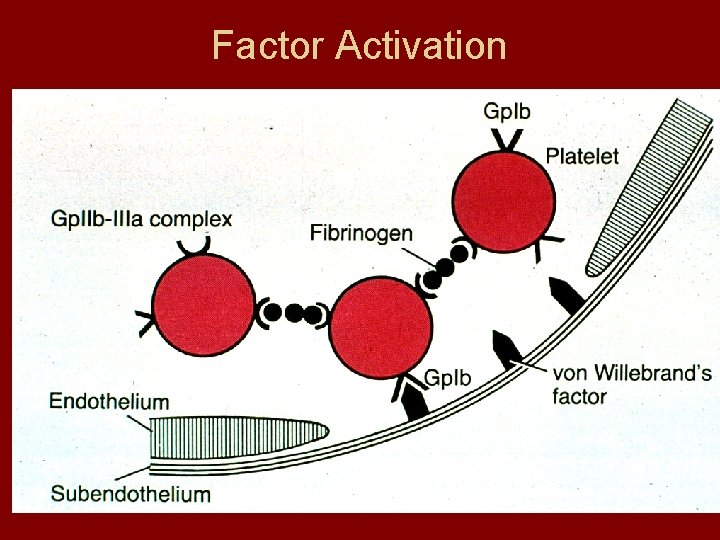 Factor Activation 