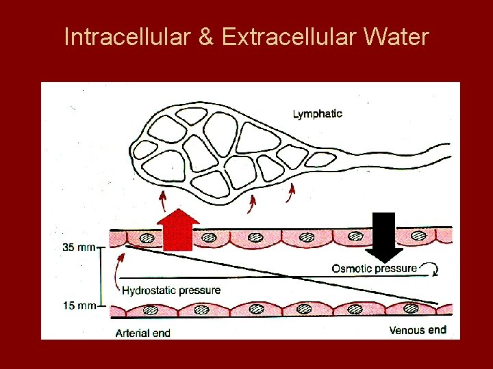 Intracellular & Extracellular Water 