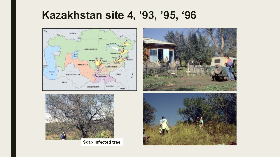 Kazakhstan site 4, ’ 93, ’ 95, ‘ 96 Scab infected tree 