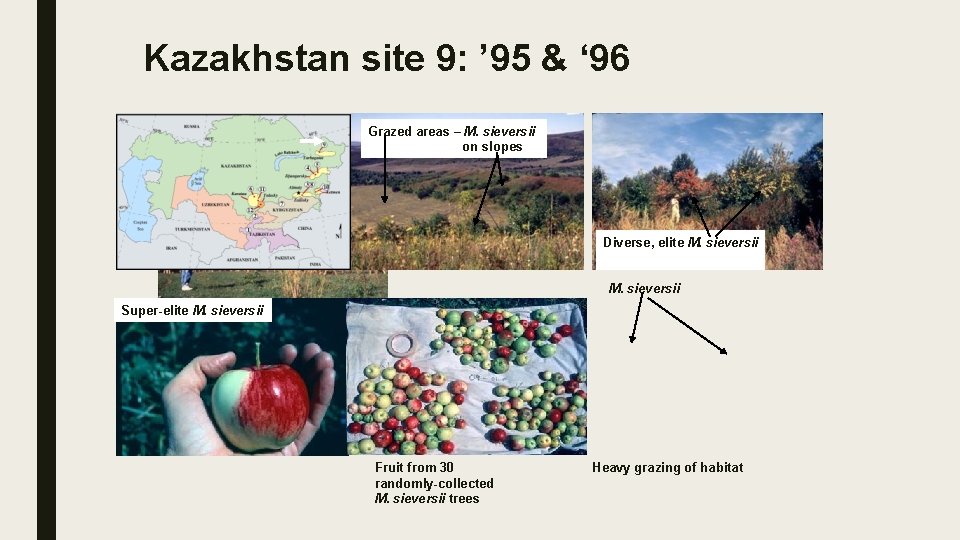 Kazakhstan site 9: ’ 95 & ‘ 96 Grazed areas – M. sieversii on