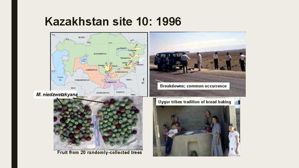 Kazakhstan site 10: 1996 Breakdowns; common occurrence M. niedzwetzkyana Uygur tribes tradition of bread