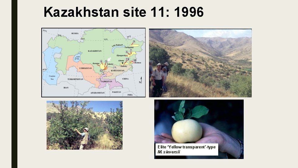 Kazakhstan site 11: 1996 Elite ‘Yellow transparent’-type M. sieversii 