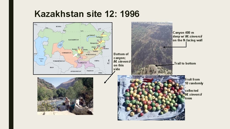 Kazakhstan site 12: 1996 Canyon 400 m deep w/ M. sieversii on the N-facing