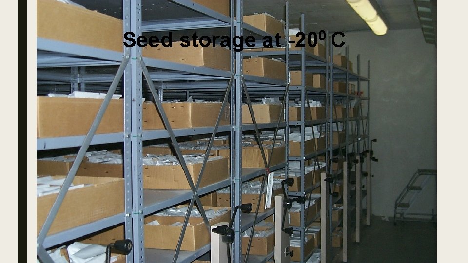 Seed storage at 0 -20 C 