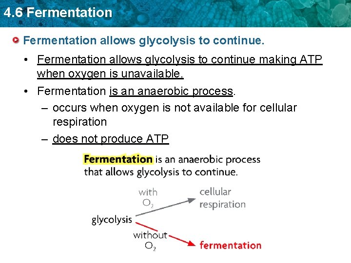 4. 6 Fermentation allows glycolysis to continue. • Fermentation allows glycolysis to continue making