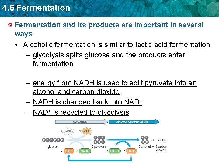 4. 6 Fermentation and its products are important in several ways. • Alcoholic fermentation