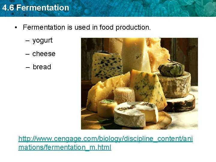 4. 6 Fermentation • Fermentation is used in food production. – yogurt – cheese