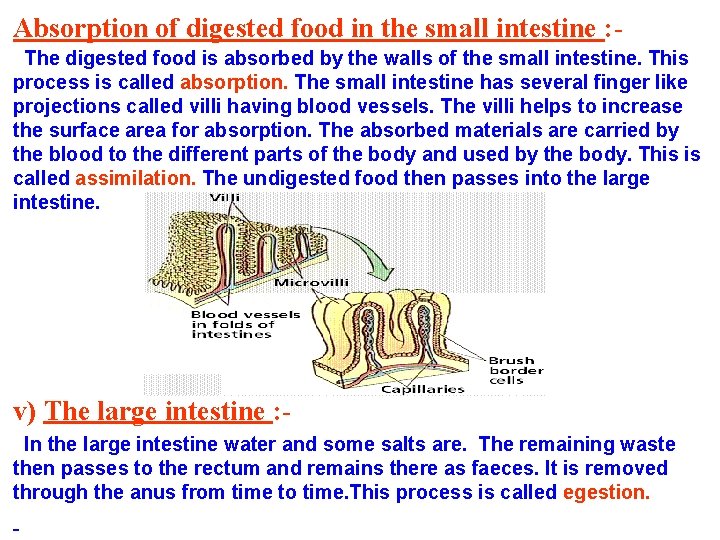 Absorption of digested food in the small intestine : The digested food is absorbed