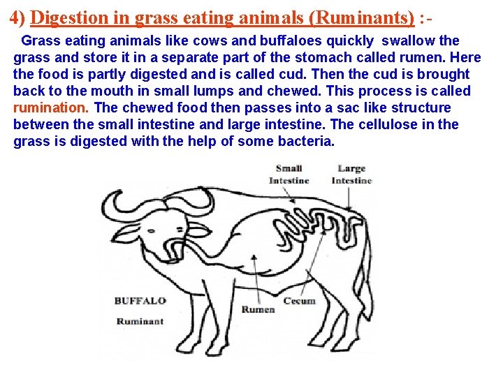 4) Digestion in grass eating animals (Ruminants) : Grass eating animals like cows and