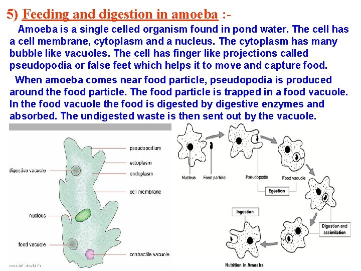 5) Feeding and digestion in amoeba : Amoeba is a single celled organism found