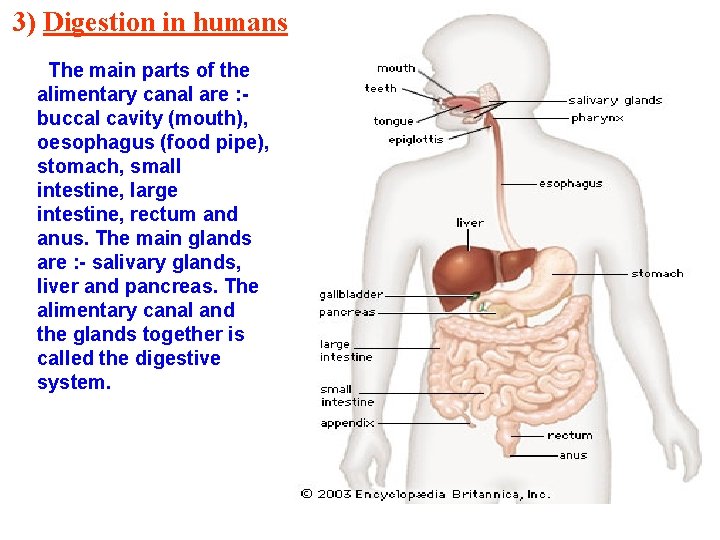 3) Digestion in humans : The main parts of the alimentary canal are :