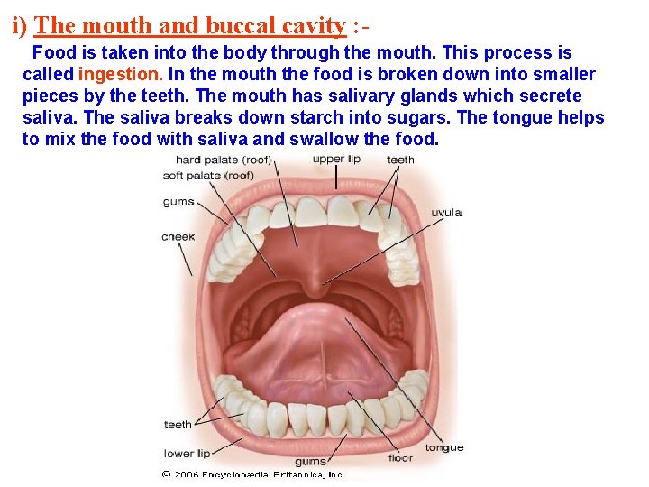 i) The mouth and buccal cavity : Food is taken into the body through