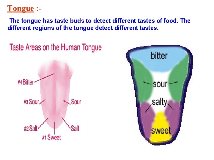 Tongue : The tongue has taste buds to detect different tastes of food. The