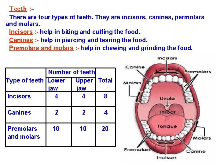 Teeth : There are four types of teeth. They are incisors, canines, permolars and