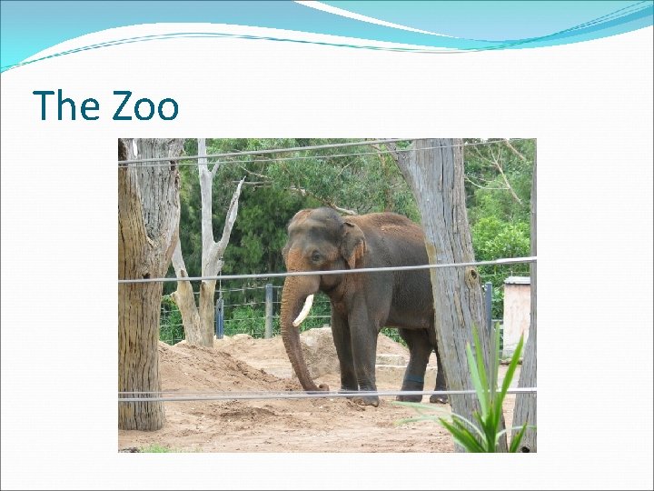The Zoo 