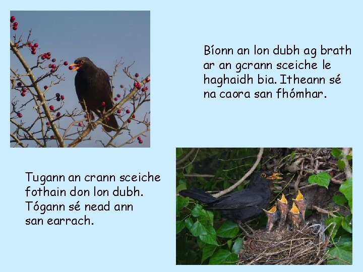 Bíonn an lon dubh ag brath ar an gcrann sceiche le haghaidh bia. Itheann