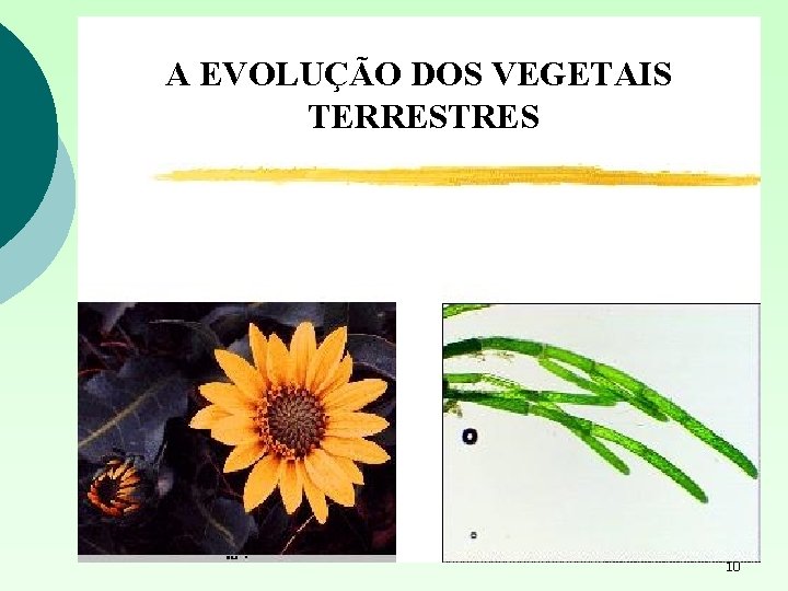 A EVOLUÇÃO DOS VEGETAIS TERRESTRES 10 