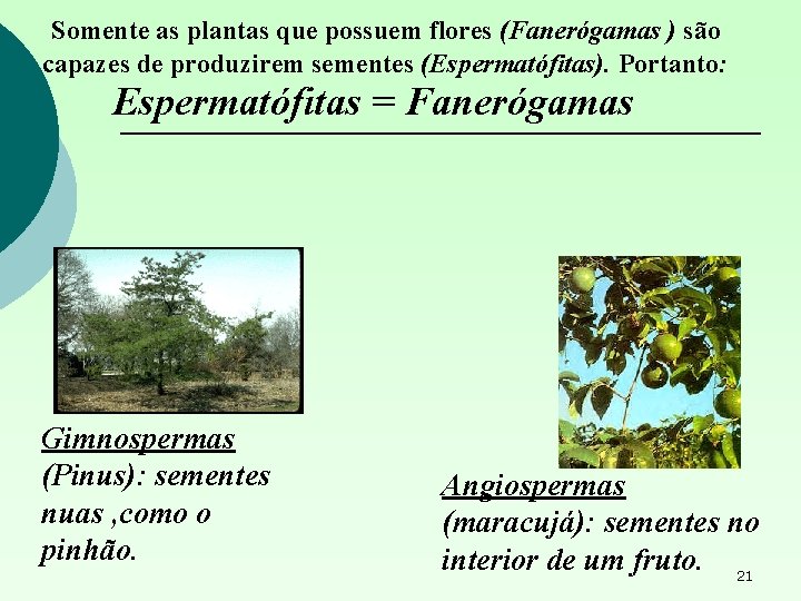 Somente as plantas que possuem flores (Fanerógamas ) são capazes de produzirem sementes (Espermatófitas).