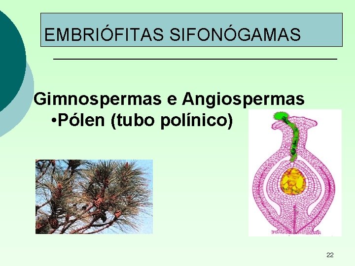 EMBRIÓFITAS SIFONÓGAMAS Gimnospermas e Angiospermas • Pólen (tubo polínico) 22 