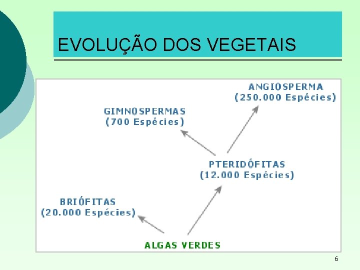 EVOLUÇÃO DOS VEGETAIS 6 