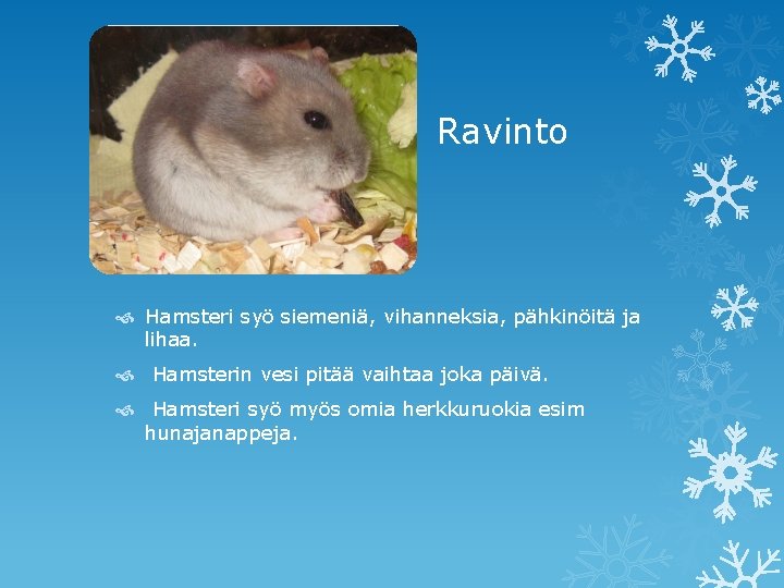 Ravinto Hamsteri syö siemeniä, vihanneksia, pähkinöitä ja lihaa. Hamsterin vesi pitää vaihtaa joka päivä.